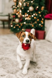 Pet Jack Russell Having Fun With Christmas Symbols Inside The House

