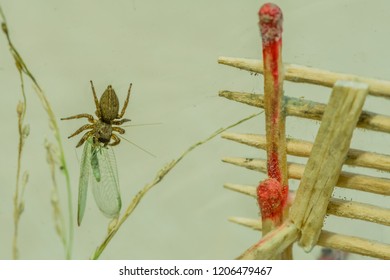 plastic jumping spiders