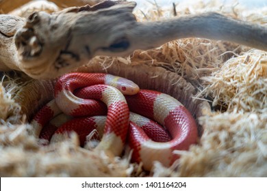 Pet King Snake In A Tank