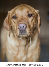 A Pet Labrador Retriever Dog Portrait With Drool And Saliva Dribbling From Its Mouth And Drooling Whilst Waiting For Food