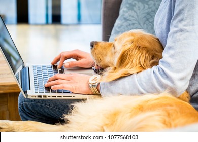Pet laying in the lap of the owner who is typing on laptop