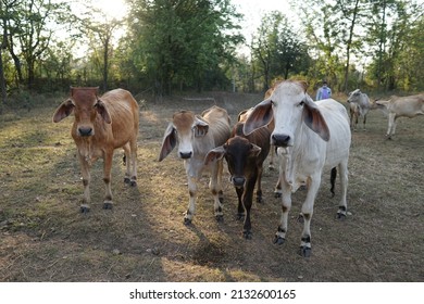 Pet Livestock Cows.   