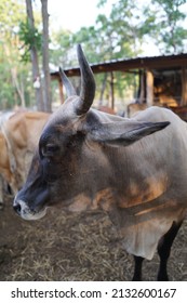 Pet Livestock Cows.  