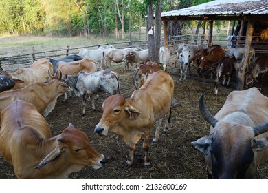 Pet Livestock Cows. 