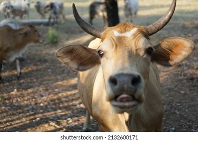 Pet Livestock Cows. 