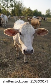 Pet Livestock Cows.