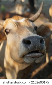 Pet Livestock Cows.