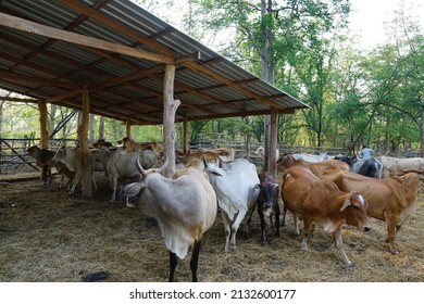 Pet Livestock Cows.  