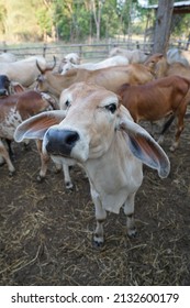 Pet Livestock Cows.  