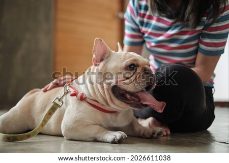 Pet lover, an Asian casual woman sits comfortably on the house floor, stroking the body of a young french bulldog by hand. This cute tame dog had a happy relationship with her friend and family.