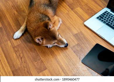 Pet Lover Concept. Work From Home And Pets. Shiba Inu Dog And A Laptop On The Wooden Floor. Asian Woman With Shiba Inu Dog. Social Distance. Coronavirus2019, Covid19.