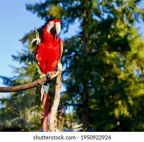 Pet Macaw Parrot Trained To Wave Hello To Greet People