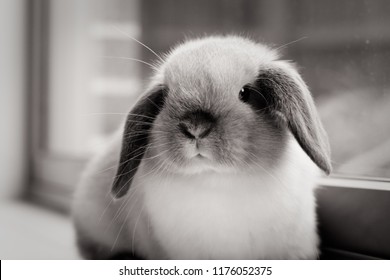 A pet Mini Lop baby rabbit in a home environment