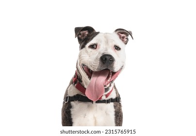 pet mixed breed dog on white background - Shutterstock ID 2315765915