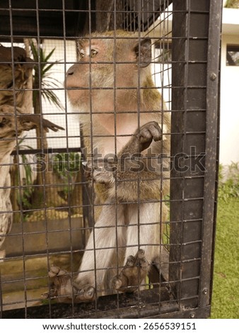 A pet monkey in a cage.