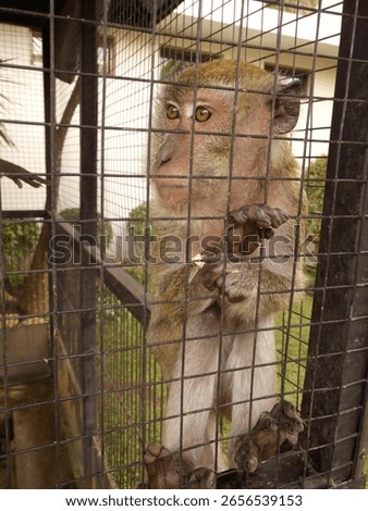 A pet monkey in a cage.