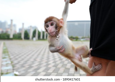 Monkey In Human Clothes Stock Photos Images Photography Shutterstock