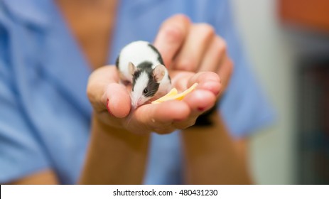 Pet Mouse On Vet's Hand