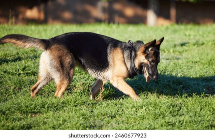 Pet, nature and dog on grass in park for exercise, training and adventure outdoors. Backyard, explore and German Shepherd running on holiday, summer vacation and weekend for games, bonding and fun - Powered by Shutterstock