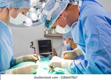 Pet Operation In Operating Theatre With Surgeon In Vet Surgery