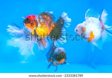 Pet ornamental goldfish or Carassius auratus, Family Cyprinida. Ranchu or lionhead goldfish is very popular to show in fish tank