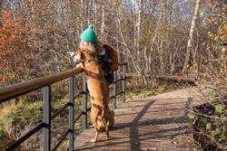 Pet Owner With Clever Hound Dog Standing On Bridge Across Stream, Watching Birds Attentively. Female Pet Lover Spending Pastime In Forest Hiking With Magyar Vizsla Among Moors In Warm Sunny Day