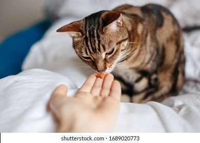 Pet owner feeding cat with dry food granules from hand palm. Man woman giving treat to cat. Beautiful domestic striped tabby feline kitten sitting on bed in bedroom. 