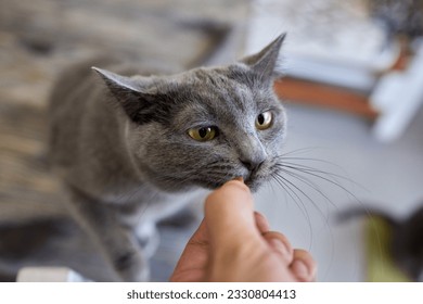 Pet owner feeding cat with dry food granules from hand palm. Man woman giving treat to cat. Beautiful domestic striped tabby feline kitten - Powered by Shutterstock