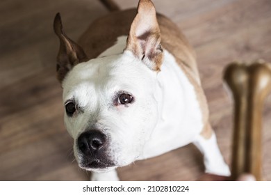 Pet Owner Feeding His Dog In The Living Room. Dog Receiving A Treat