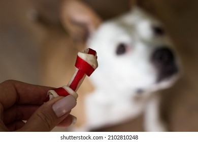 Pet Owner Feeding His Dog In The Living Room. Dog Receiving A Treat