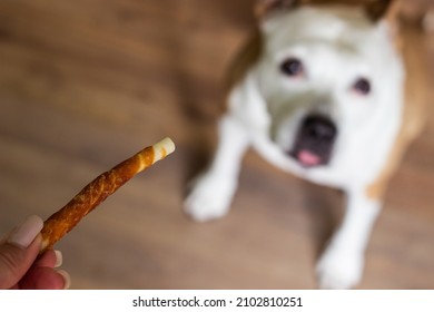 Pet Owner Feeding His Dog In The Living Room. Dog Receiving A Treat