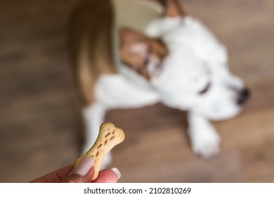 Pet Owner Feeding His Dog In The Living Room. Dog Receiving A Treat