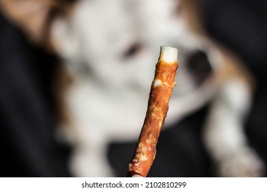 Pet Owner Feeding His Dog In The Living Room. Dog Receiving A Treat