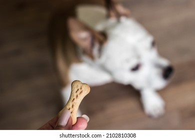 Pet Owner Feeding His Dog In The Living Room. Dog Receiving A Treat