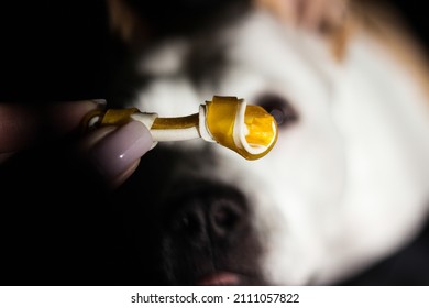  Pet Owner Feeding His Dog In The Living Room. Dog Receiving A Treat