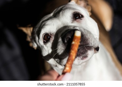  Pet Owner Feeding His Dog In The Living Room. Dog Receiving A Treat