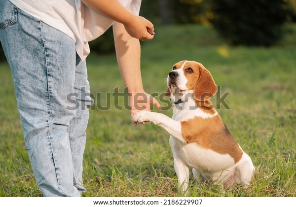 Pet owner\
holding dog paw in hand in\
outdoors