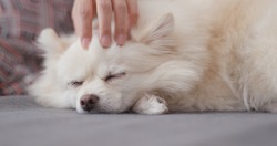 Pet Owner Massage With Her White Pomeranian Dog 