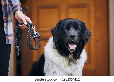 Pet Owner Preparing His Cheerful Czech Mountain Dog For Walk Against Door Of House.