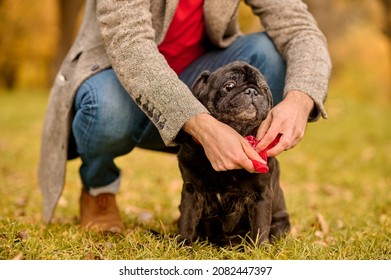 A Pet Owner Putting On The Dog-collar On His Dog