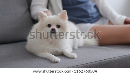 Pet owner touch on her pomeranian dog on sofa at home