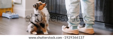 Pet owner training puppy dog to obey. Cute small dog pet sitting on floor looking up on its owner waiting for treat food. Home life with domestic animal. Well behaved animal. Web banner header.