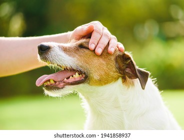 Pet Owner Uses Physical Contact To Calm Down Her Dog And Stop Anxiety