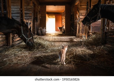 A pet of the owners of the stable, a ginger cat, walks around the stable with horses