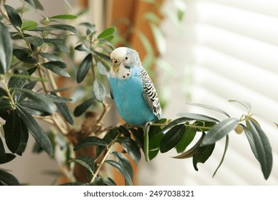 Pet parrot. Beautiful budgerigar sitting on tree indoors - Powered by Shutterstock