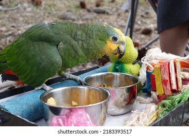 A Pet Parrot Is Eating Outside At The Park