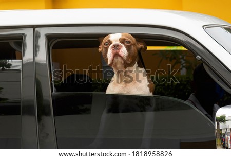 Pet peers out of the car attentively following its owner.