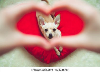Pet And People Love Concept. Puppy In  Heart Shape 