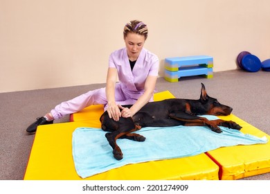 pet physical therapist make massage for beagle dogs. Physiotherapy in veterinary clinic - Shutterstock ID 2201274909