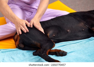 Pet Physical Therapist Make Massage For Big Dog. Physiotherapy In Veterinary Clinic